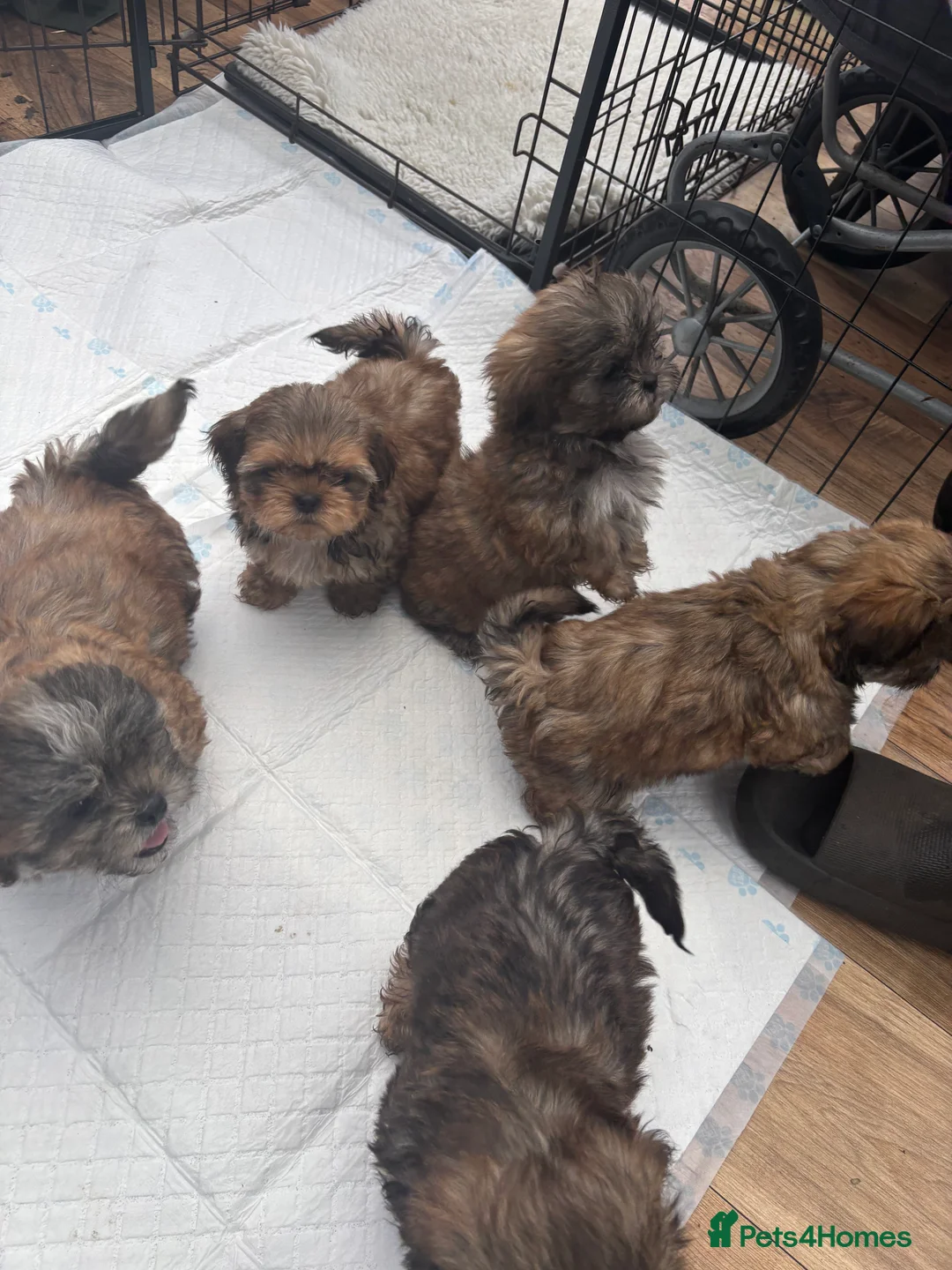 Shih Tzu dogs for sale: Adorable Puppies Looking for Their Forever Homes  - Advert 19