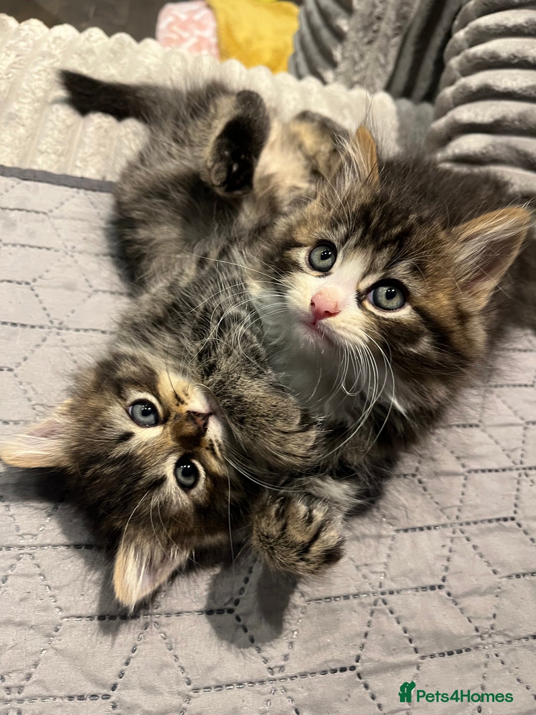 Siberian cats for sale: Stunning Siberian kittens 🐱  - Advert 14