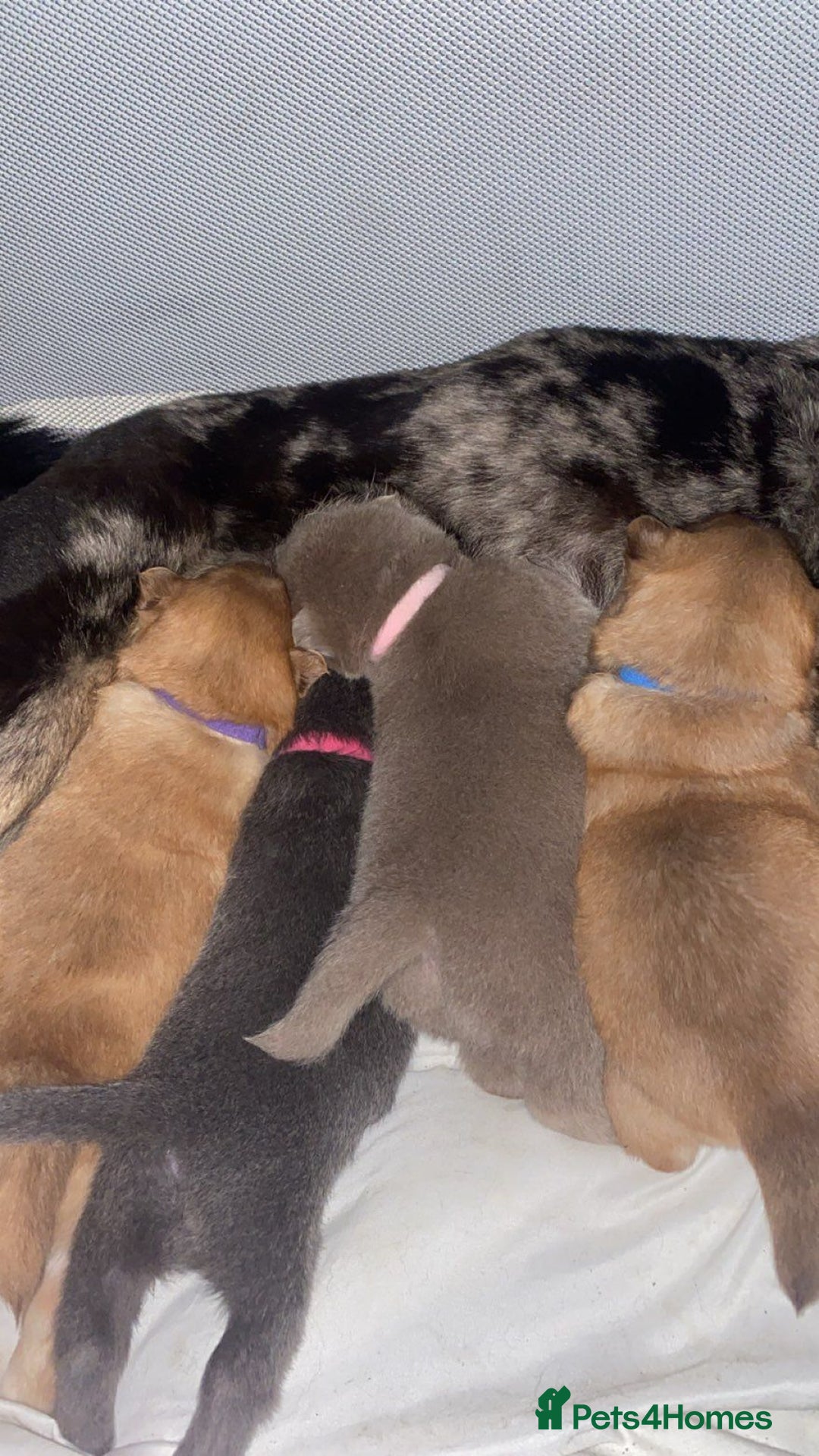 Mixed Breed dogs for sale: Chowsky Puppies - Advert 12