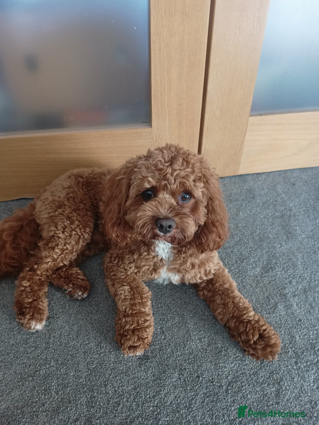 Cavapoo dogs for stud: Proven Cavapoo Stud - Not for sale.  - Image 4