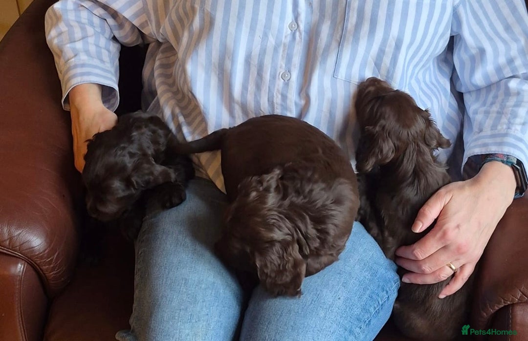 Cocker Spaniel dogs for sale: Working cocker spaniels - Advert 3