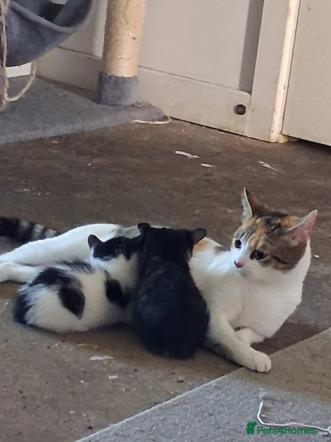 Domestic Shorthair cats for sale: Kittens - Advert 2