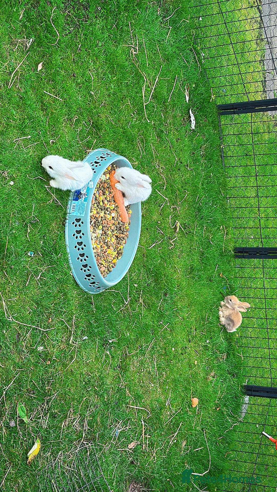 Mixed Breed rabbits for sale: Bunnies/rabbits ( in 2 weeks Will be ready to go ) - Image 7