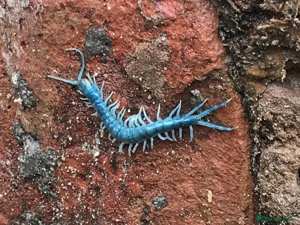 Mixed Breed invertebrates Blue Centipede, Pygmy Scorpion, Big Tooth Spider - Advert 8