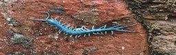 Mixed Breed invertebrates for sale: Blue Centipede, Pygmy Scorpion, Big Tooth Spider - Advert 1