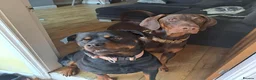 Dobermann dogs for sale: Rotterman Litter due November 9th  in Chorley - Advert 3