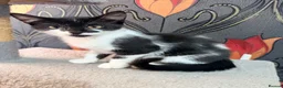 Mixed Breed cats for sale: Kittens for sale - Advert 6