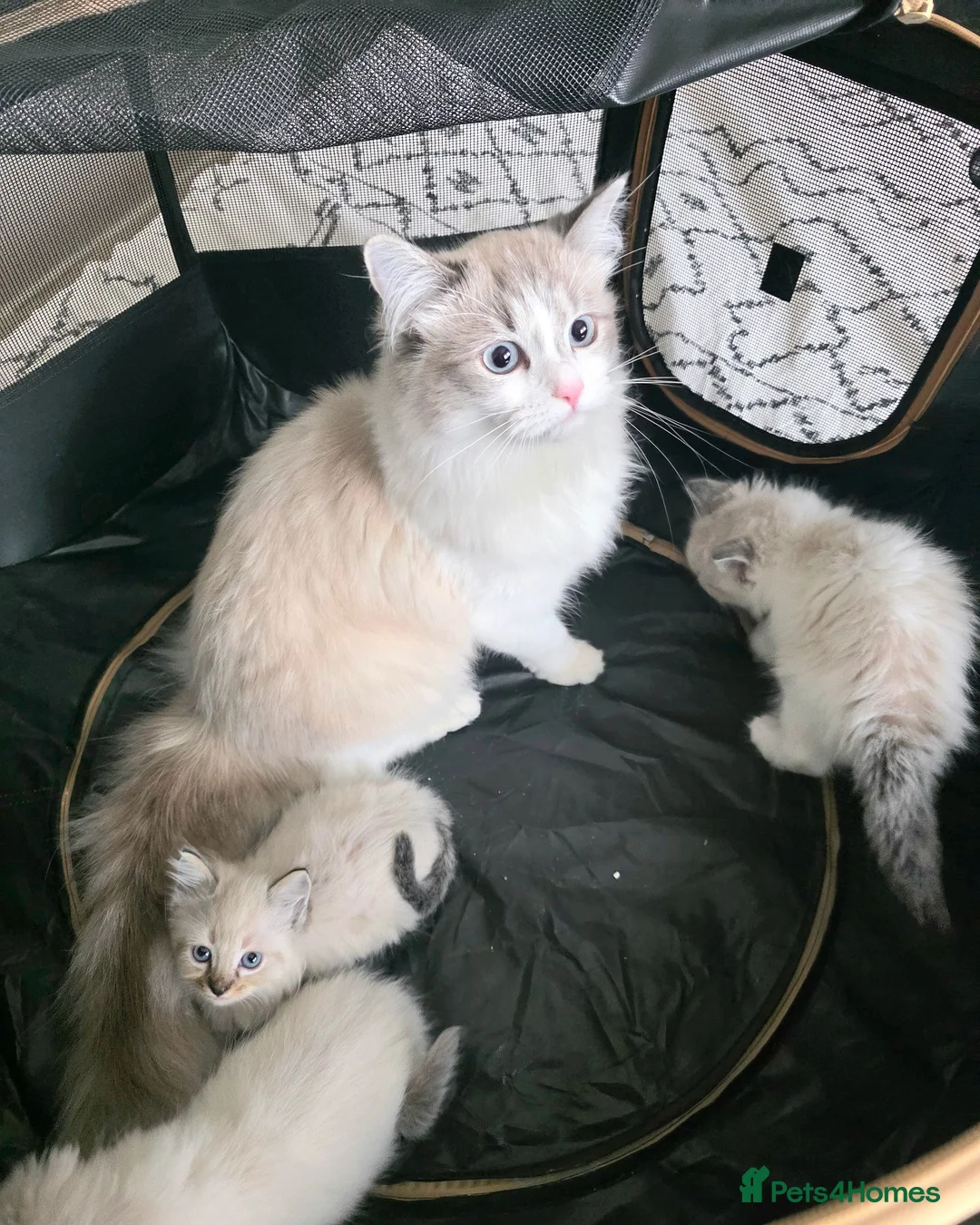 Ragdoll cats for sale: Ragdoll Lynx Point Kittens - Advert 1