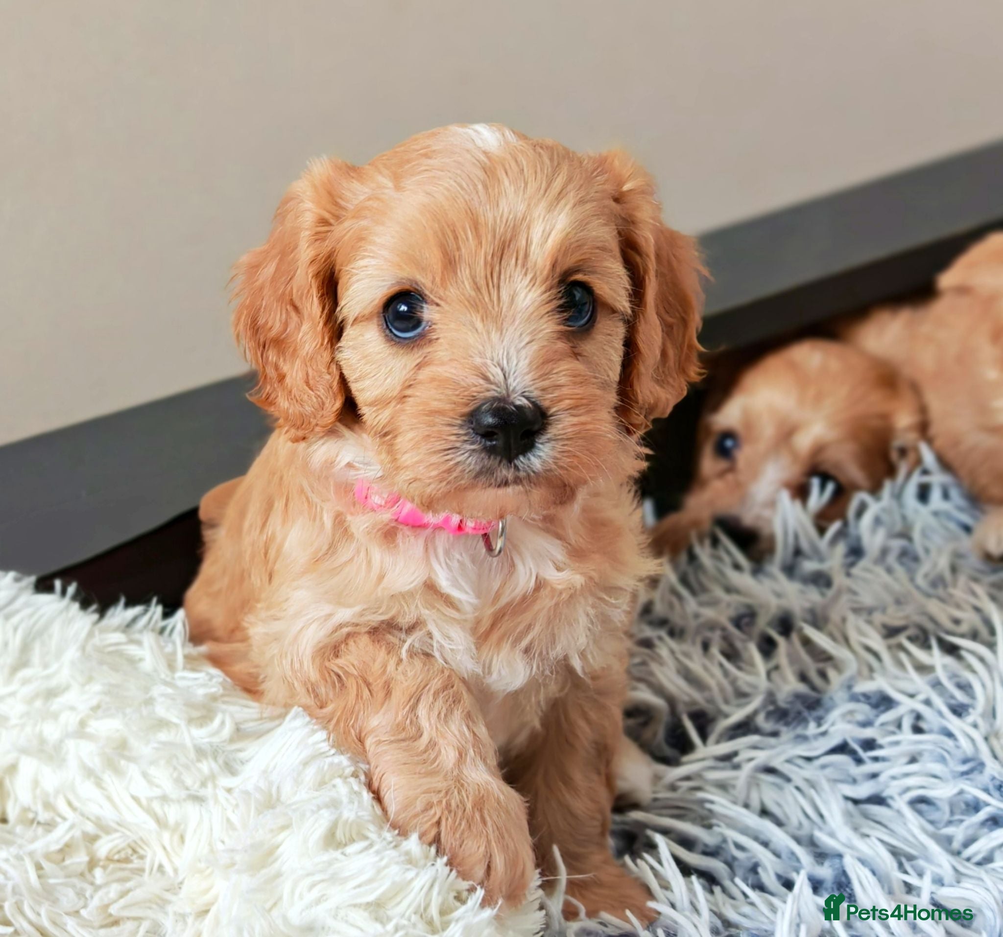 Cavapoo dogs Home breed cavapoo F1/DNA tested parents - Advert 2