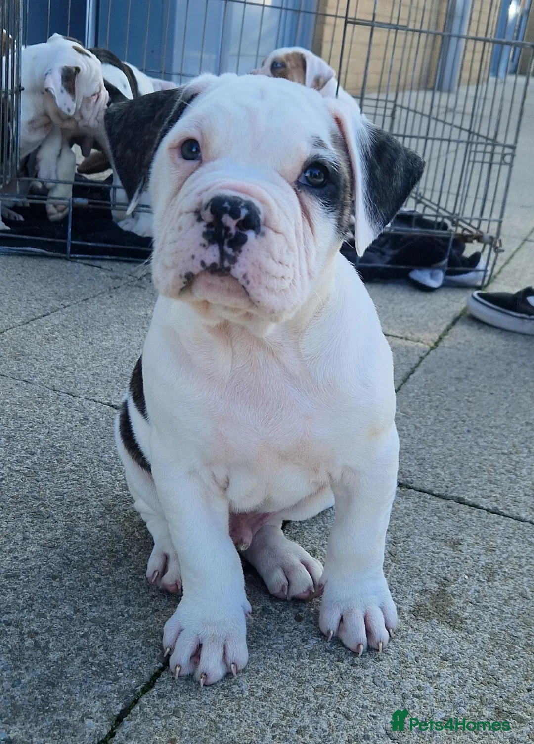 Alapaha Blue Blood Bulldog dogs for sale: Stunning Male IABBR Alapaha puppies - Advert 18
