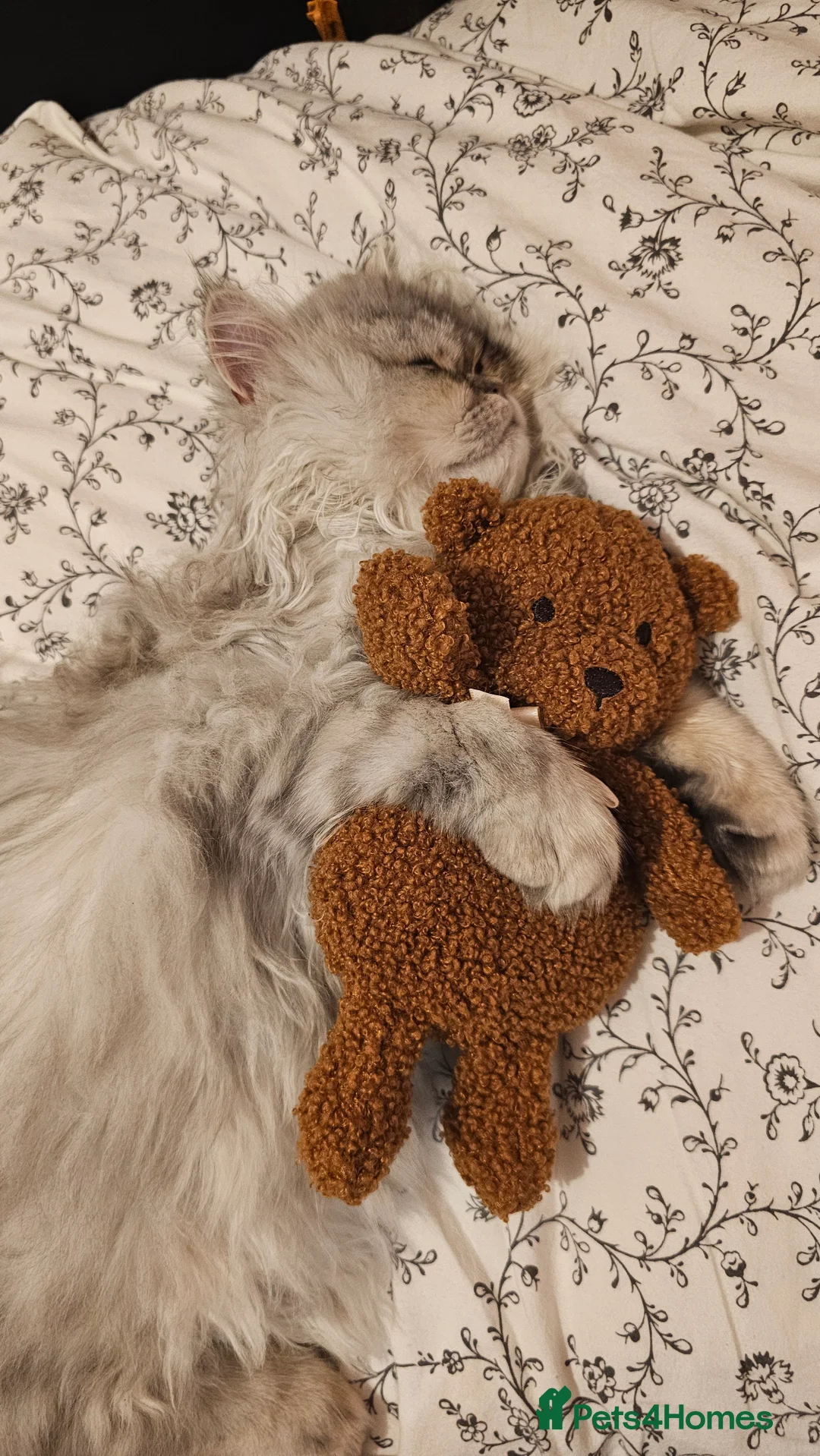 Persian cats for sale: Persian Chinchilla  - Advert 12