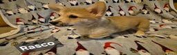 Welsh Corgi Pembroke dogs for sale: 8  Wales Pembroke Corgi puppy's - Advert 20