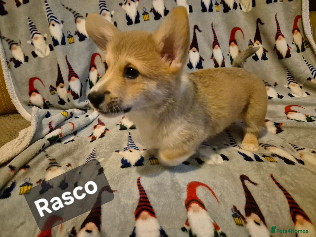 Welsh Corgi Pembroke dogs for sale: 8  Wales Pembroke Corgi puppy's - Advert 20