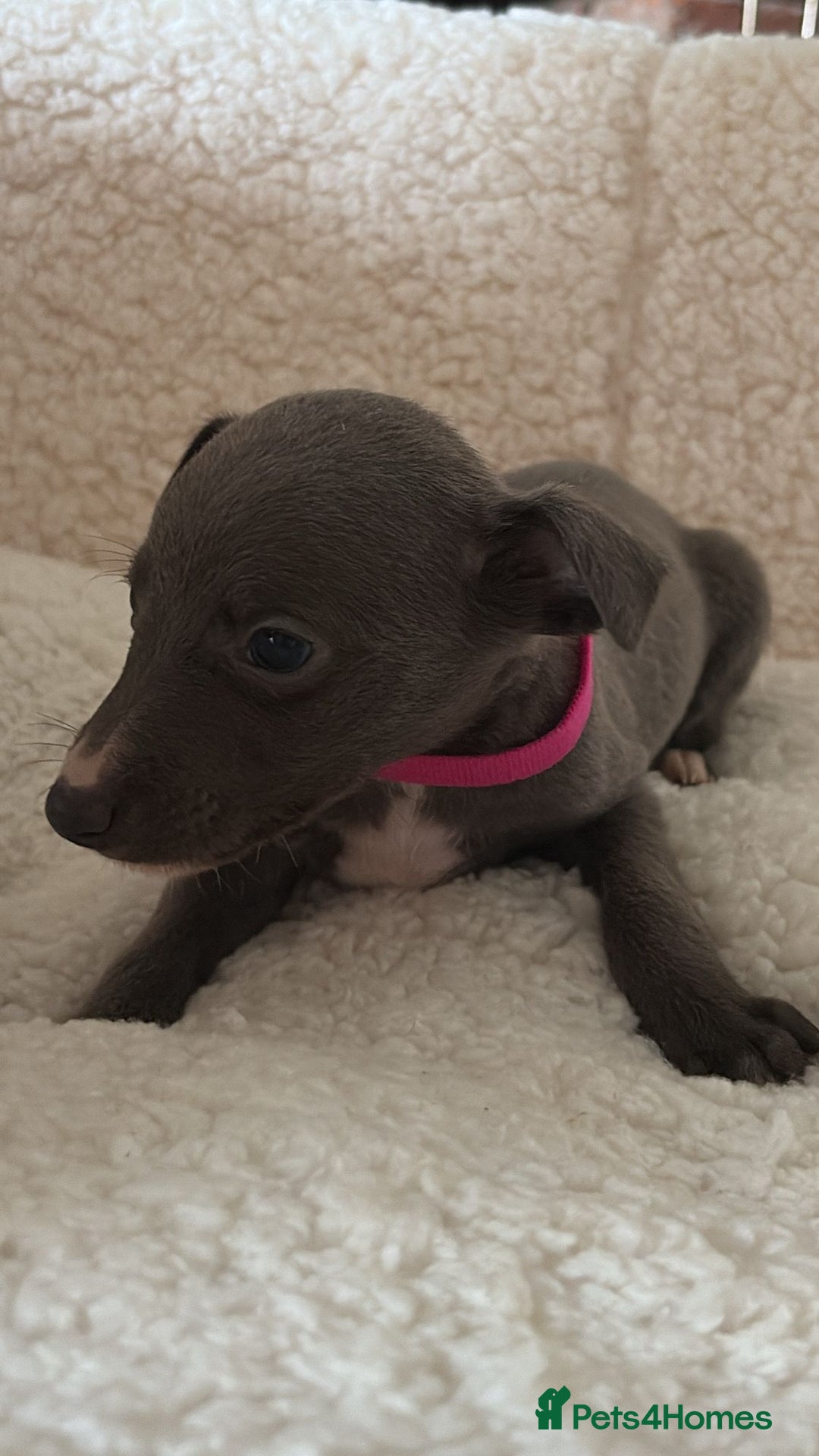 Whippet dogs for sale: KC registered BLUE whippet puppies 100% show type  - Advert 13
