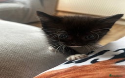 Mixed Breed cats for sale: 3 x black and white kittens available  - Image 7