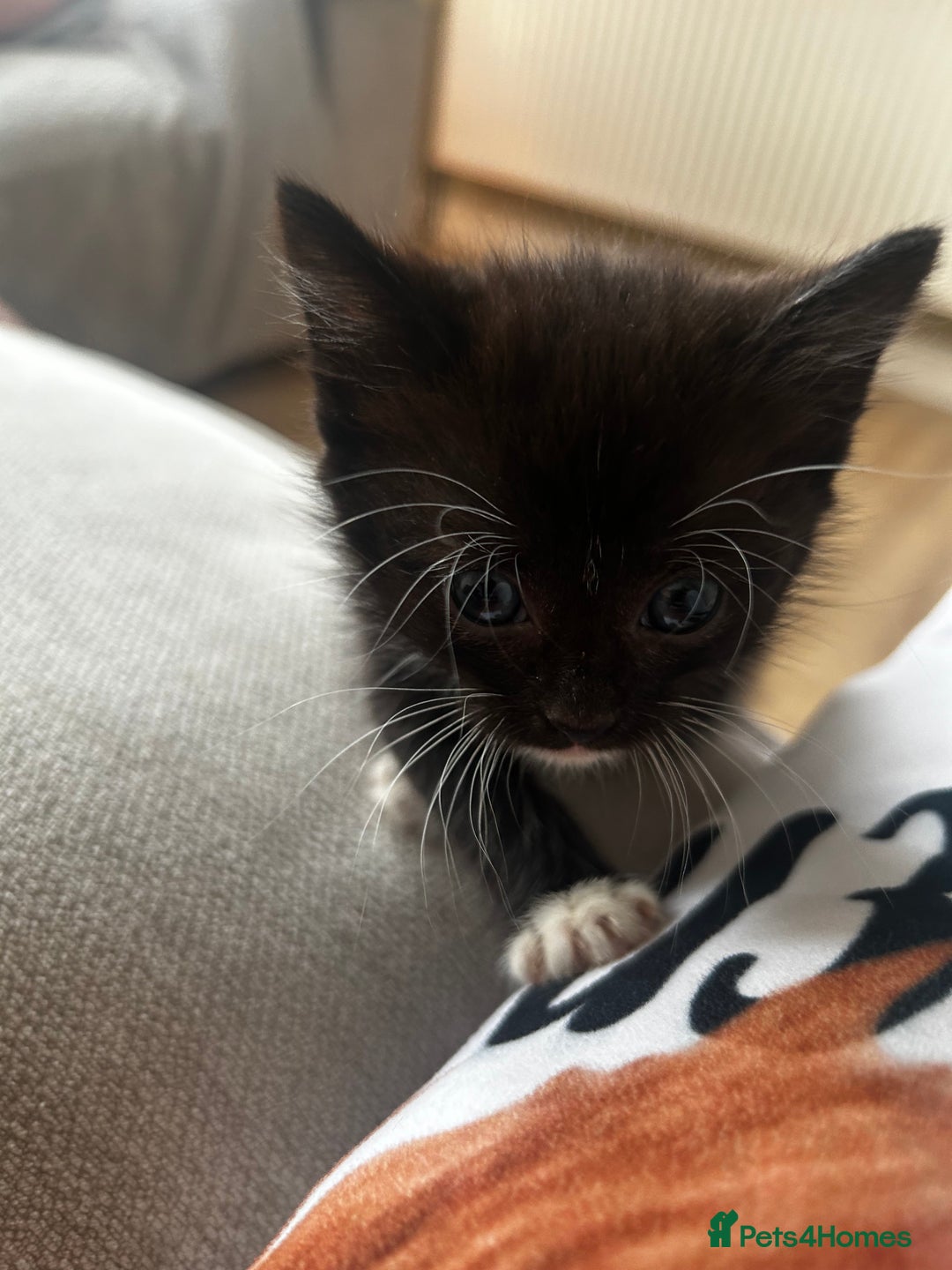 Mixed Breed cats for sale: 3 x black and white kittens available  - Image 7