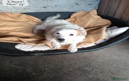 Mixed Breed dogs for adoption: Chory. Approx 6 years. **Urgent adoption**  - Advert 6
