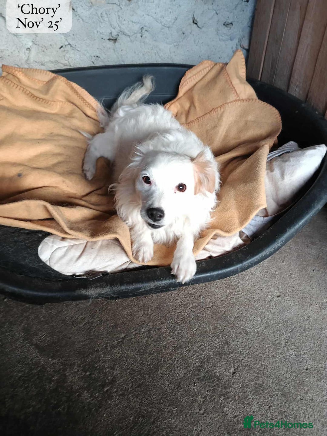 Mixed Breed dogs for adoption: Chory. Approx 6 years. **Urgent adoption**  - Advert 6
