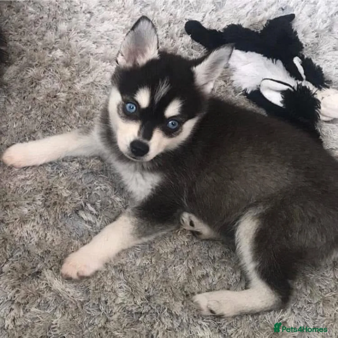 Pomsky dogs for stud: Pingu Jnr Stunning Husky marked Toy Pomsky Stud  in Romford - Advert 7