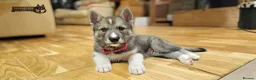 Siberian Husky dogs for sale: Well Socialised Home Raised Husky Puppies - Advert 7