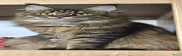 Maine Coon cats for sale: Maine Coon Registered TICA - Advert 1