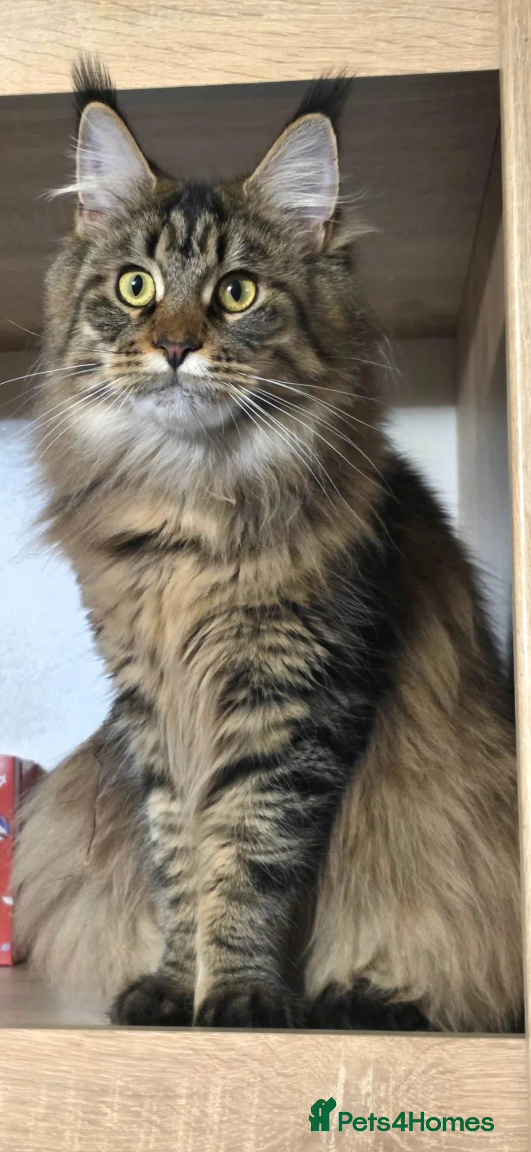 Maine Coon cats for sale: Maine Coon Registered TICA - Advert 1