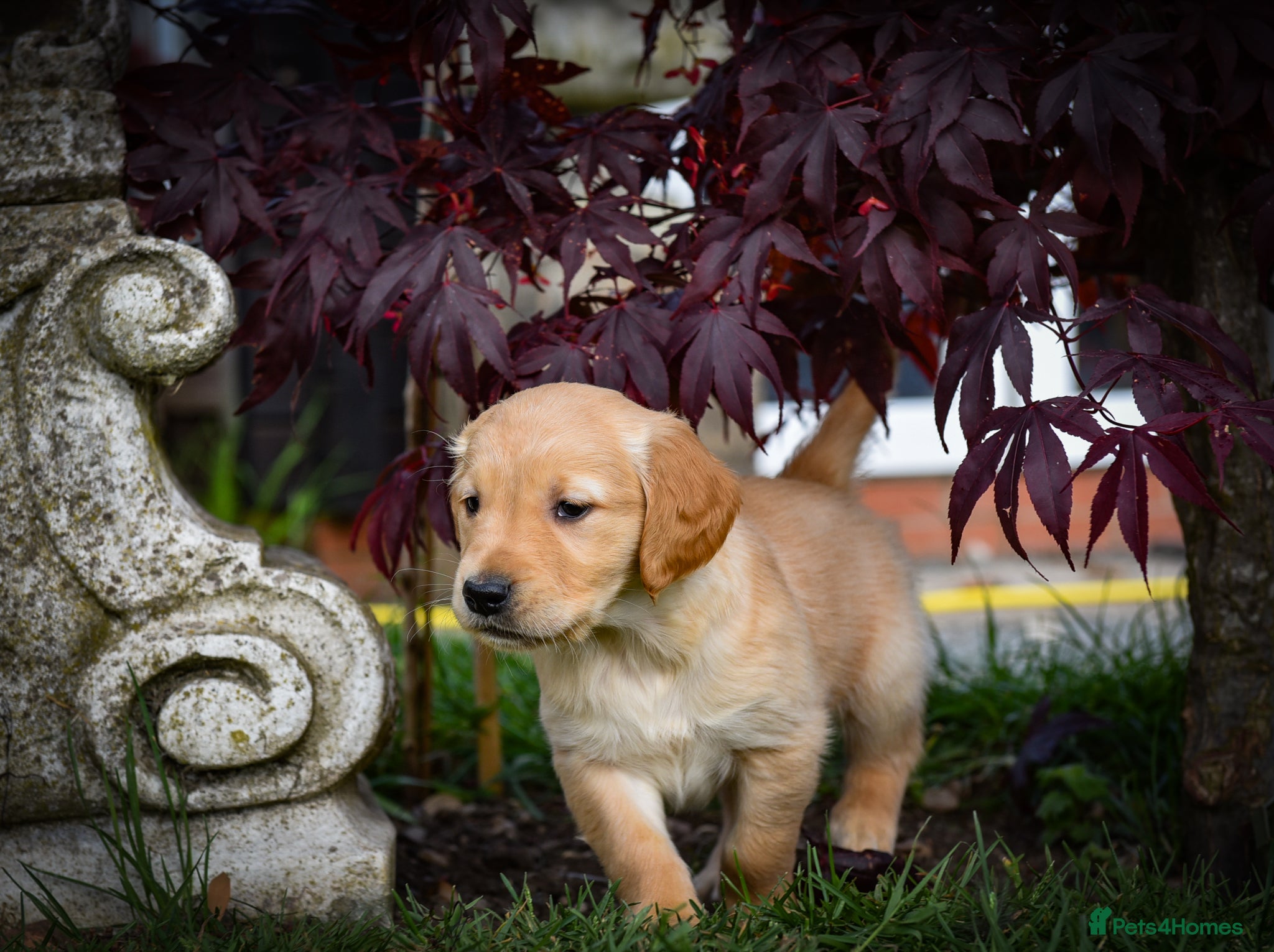 Golden Retriever dogs Traditional Dark Golden Retriever Puppy’s KC Reg - Advert 2