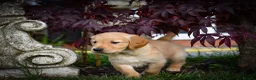 Golden Retriever dogs for sale: Traditional Dark Golden Retriever Puppy’s KC Reg - Advert 2