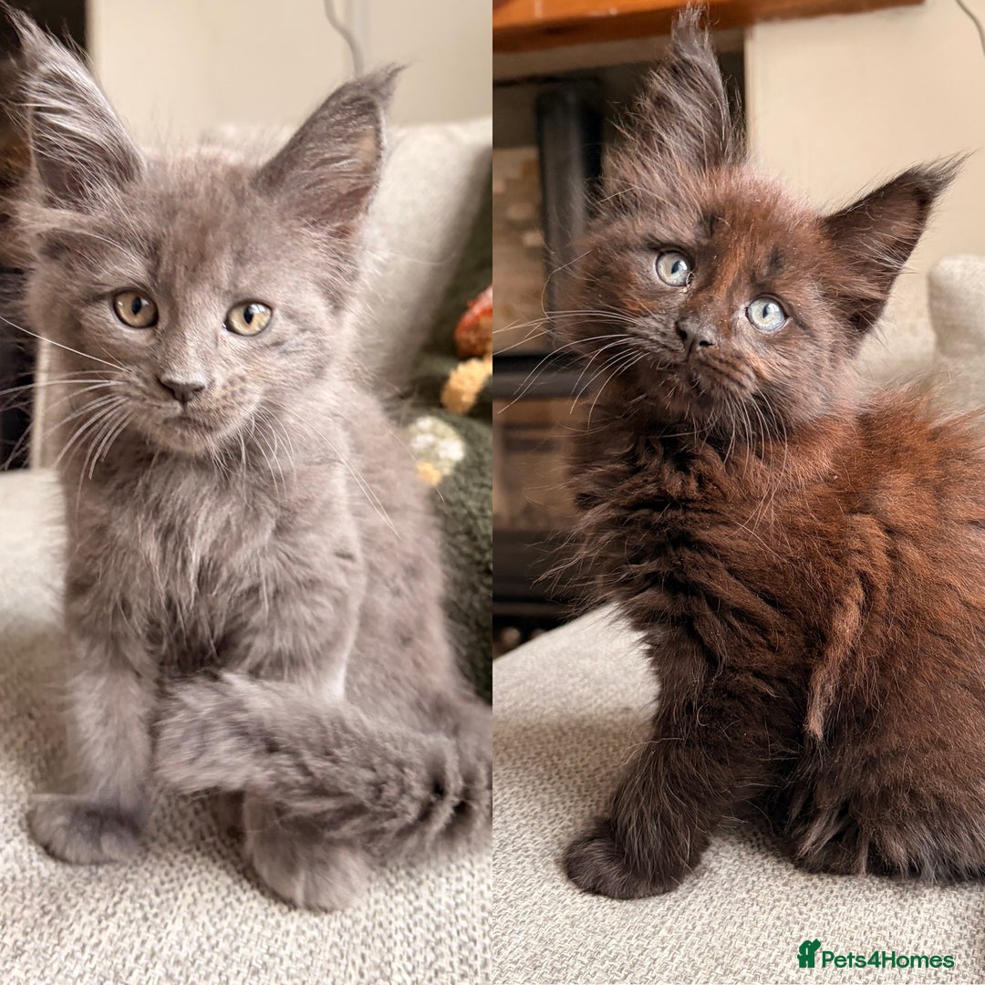 Maine Coon cats for sale: Halloween babies 🎃🐈‍⬛ 2 girls left - Advert 1