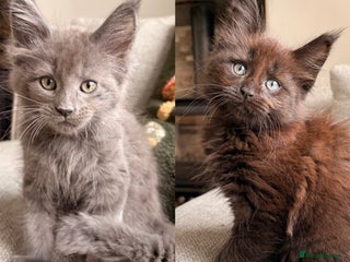 Maine Coon cats Halloween babies 🎃🐈⬛ 2 girls left - Advert 6