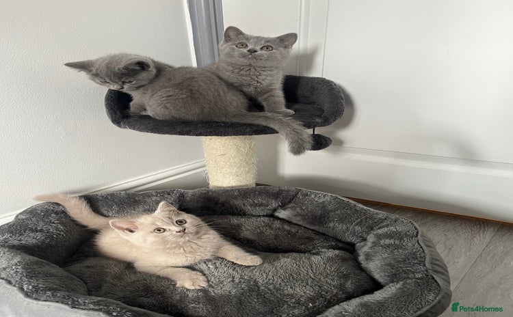 British Shorthair cats - Advert 2