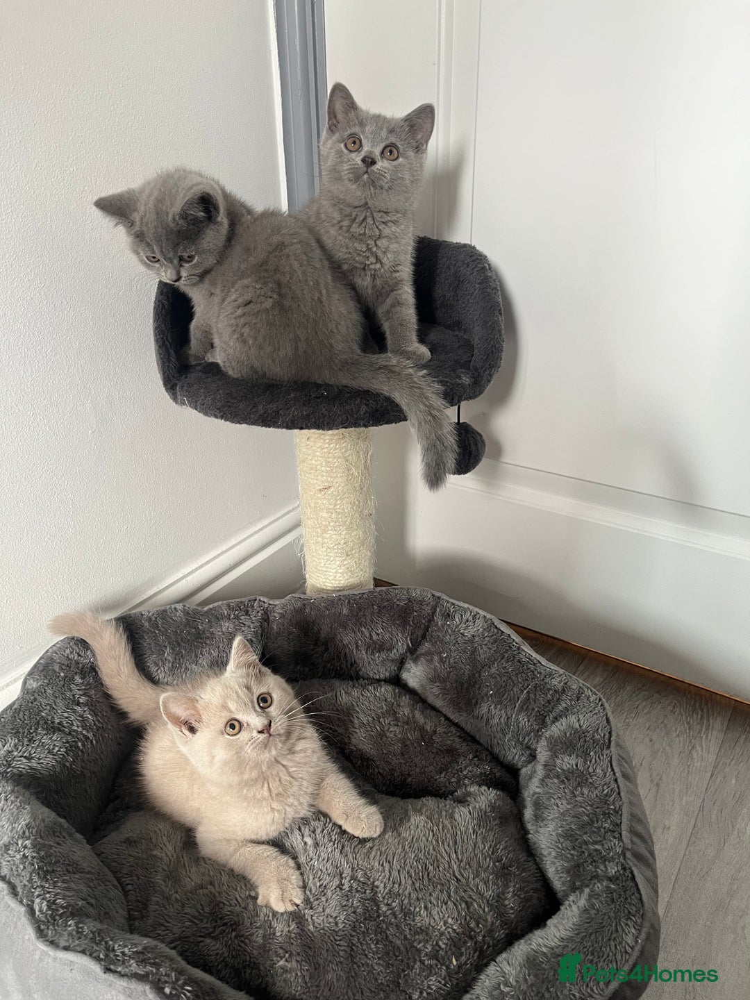 British Shorthair cats for sale: Beautiful British Shorthair Girls Available  - Image 1