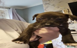 Mixed Breed dogs for sale: 3 boys left! Staff x Puppies  - Image 9