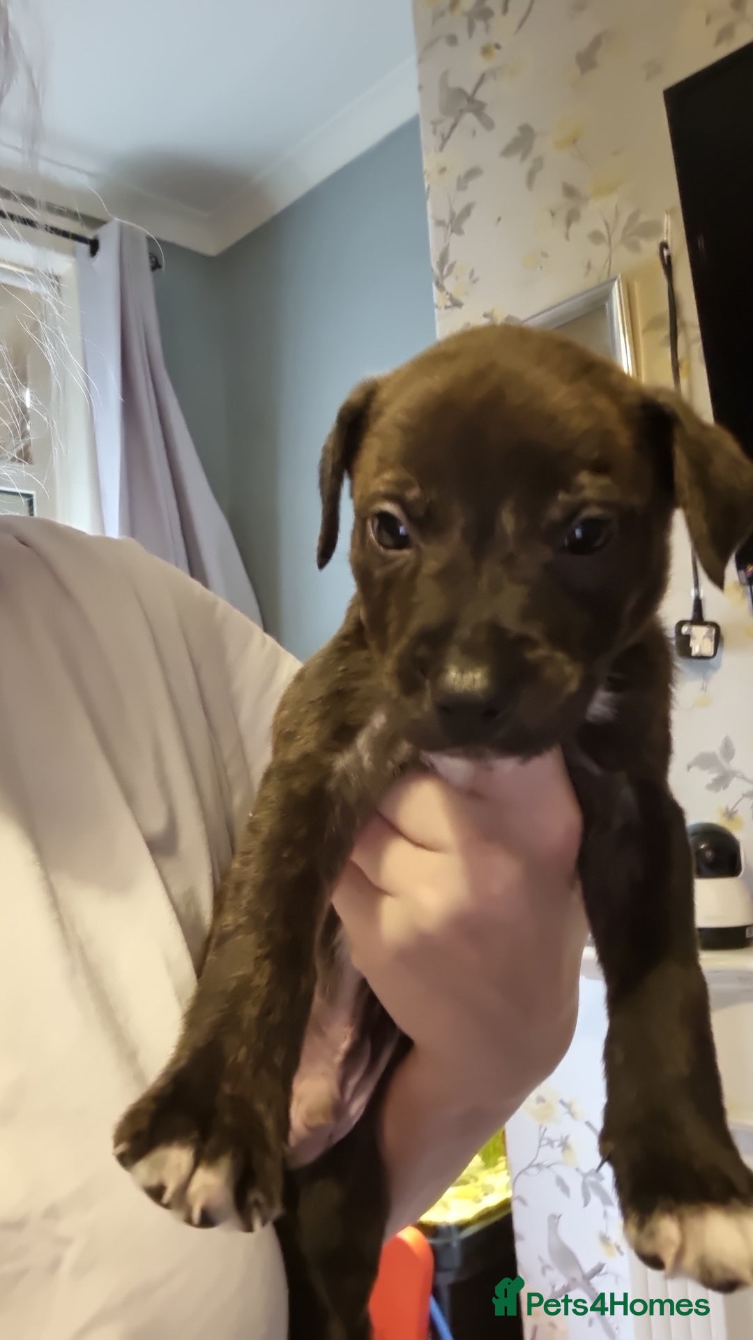 Mixed Breed dogs for sale: 3 boys left! Staff x Puppies  - Image 9