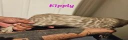 Bengal cats for sale: TICA registered bengal kittens - Advert 4