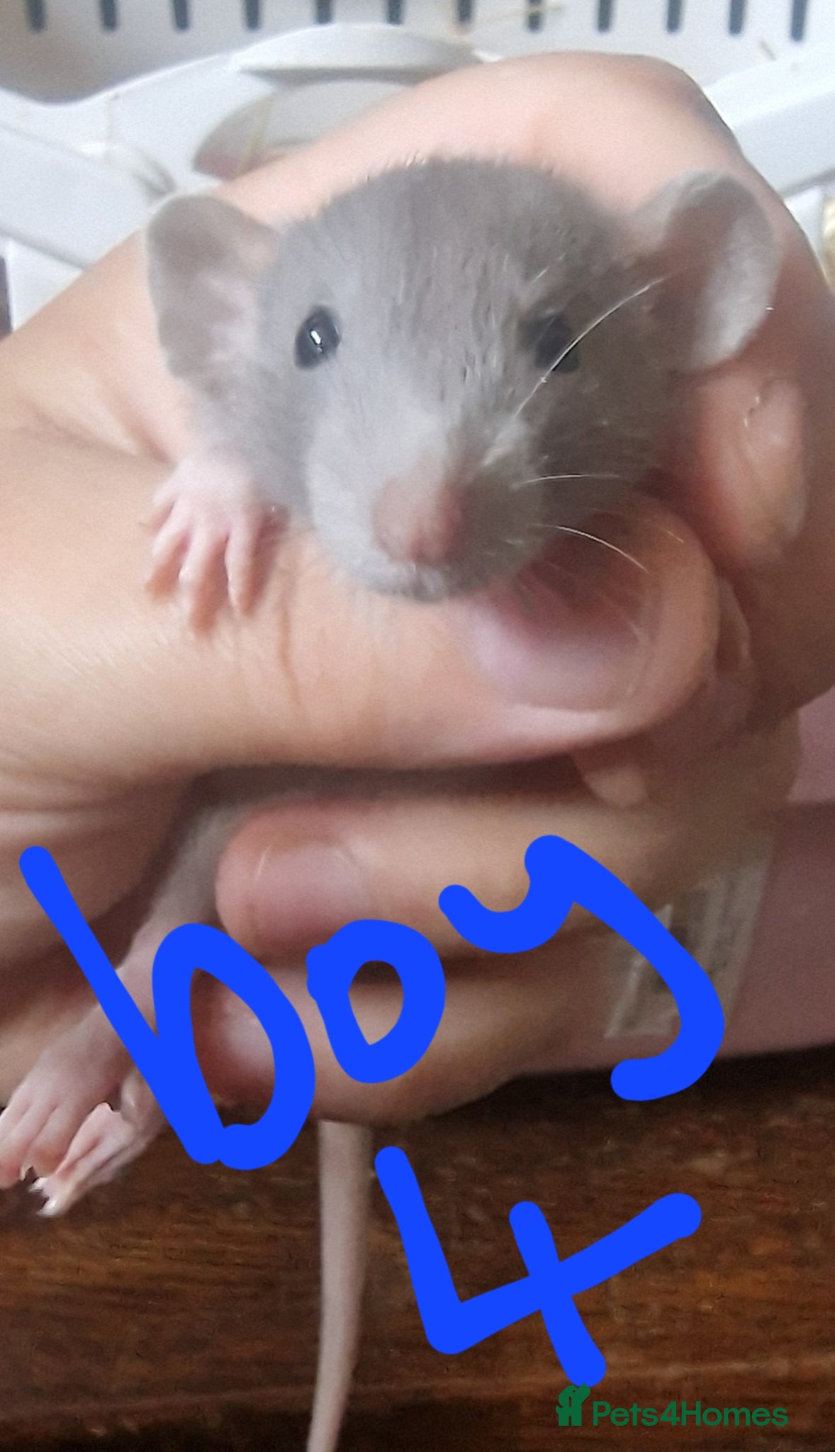 Rat rodents Baby rats  - Advert 8