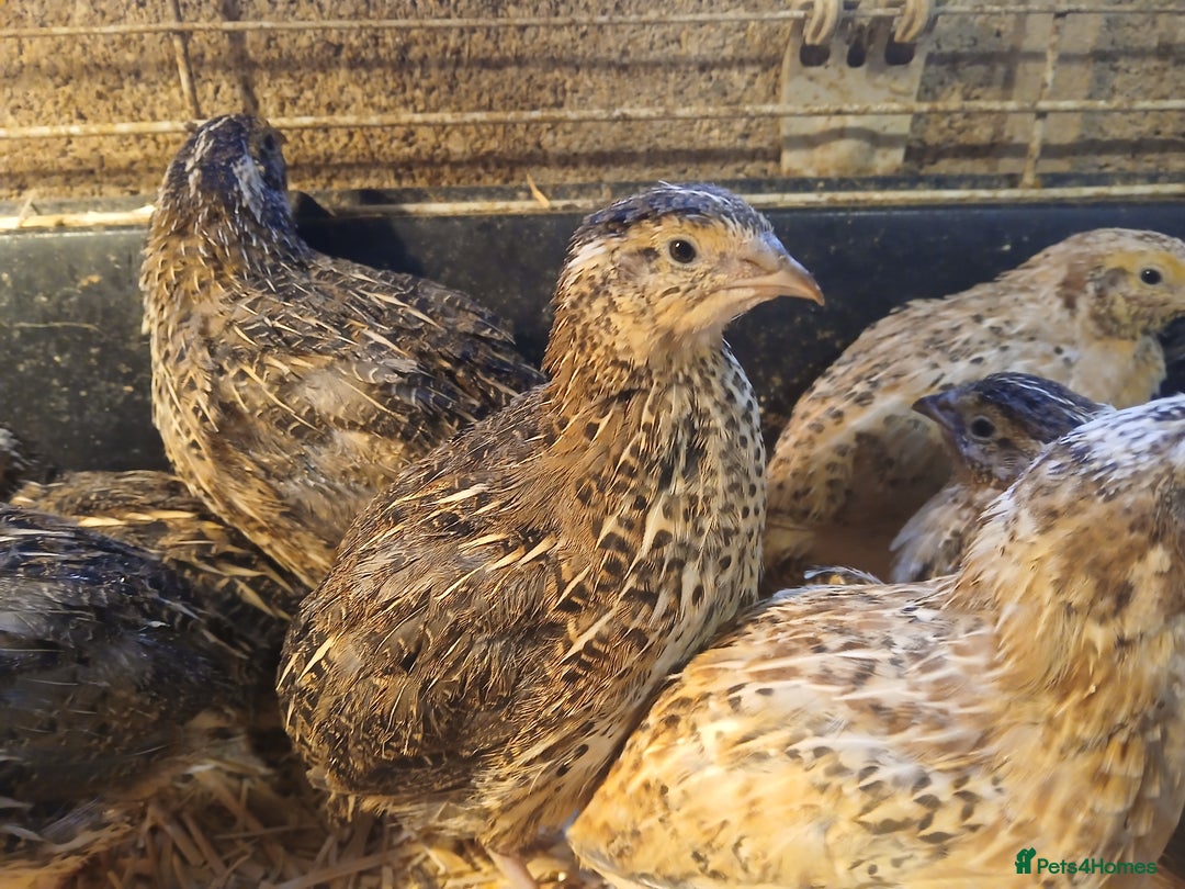 Quail poultry for sale: Female quail  - Advert 2