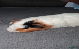 Guinea Pig rodents for sale: 6 baby girl guinea pigs  - Image 12