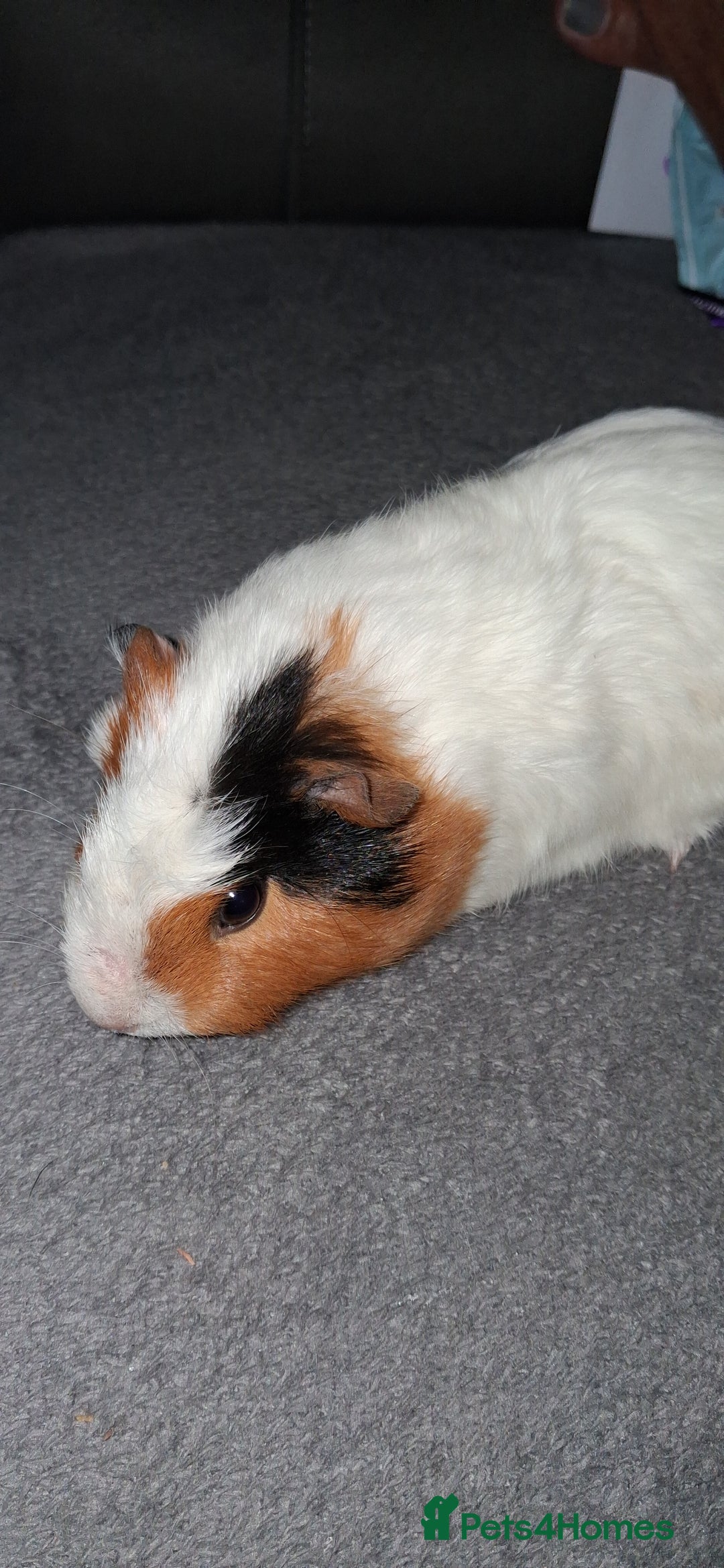 Guinea Pig rodents for sale: 6 baby girl guinea pigs  - Image 12