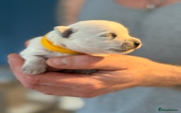 West Highland Terrier dogs for sale: West Highland Terrier Puppies for Loving Homes - Image 24