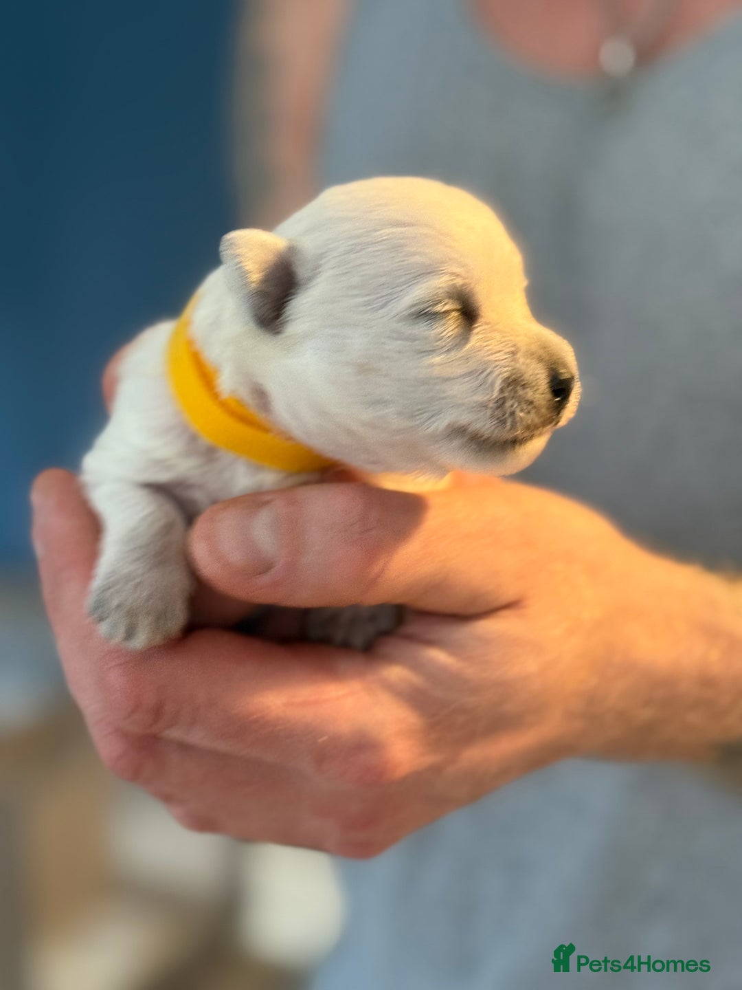 West Highland Terrier dogs for sale: West Highland Terrier Puppies for Loving Homes - Image 24
