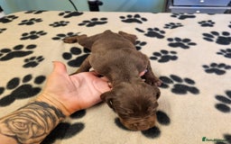Hungarian Vizsla dogs for sale: Hungarian vizsla pups top quality pups  - Image 13