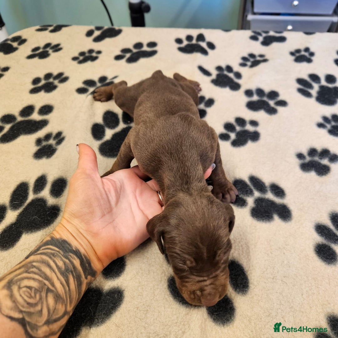 Hungarian Vizsla dogs for sale: Hungarian vizsla pups top quality pups  - Image 13