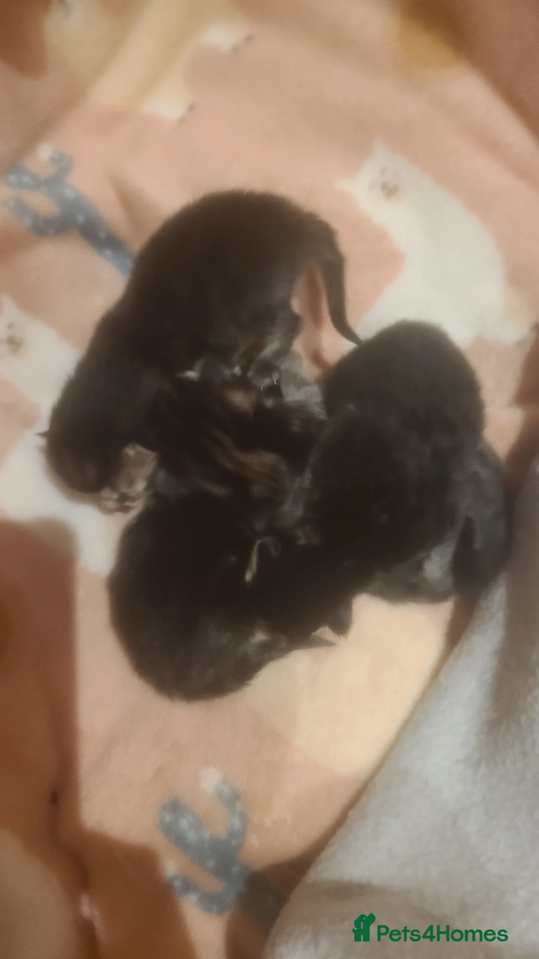 Mixed Breed cats for sale: Stunning Norwegian x tabby British blue kittens  - Advert 2