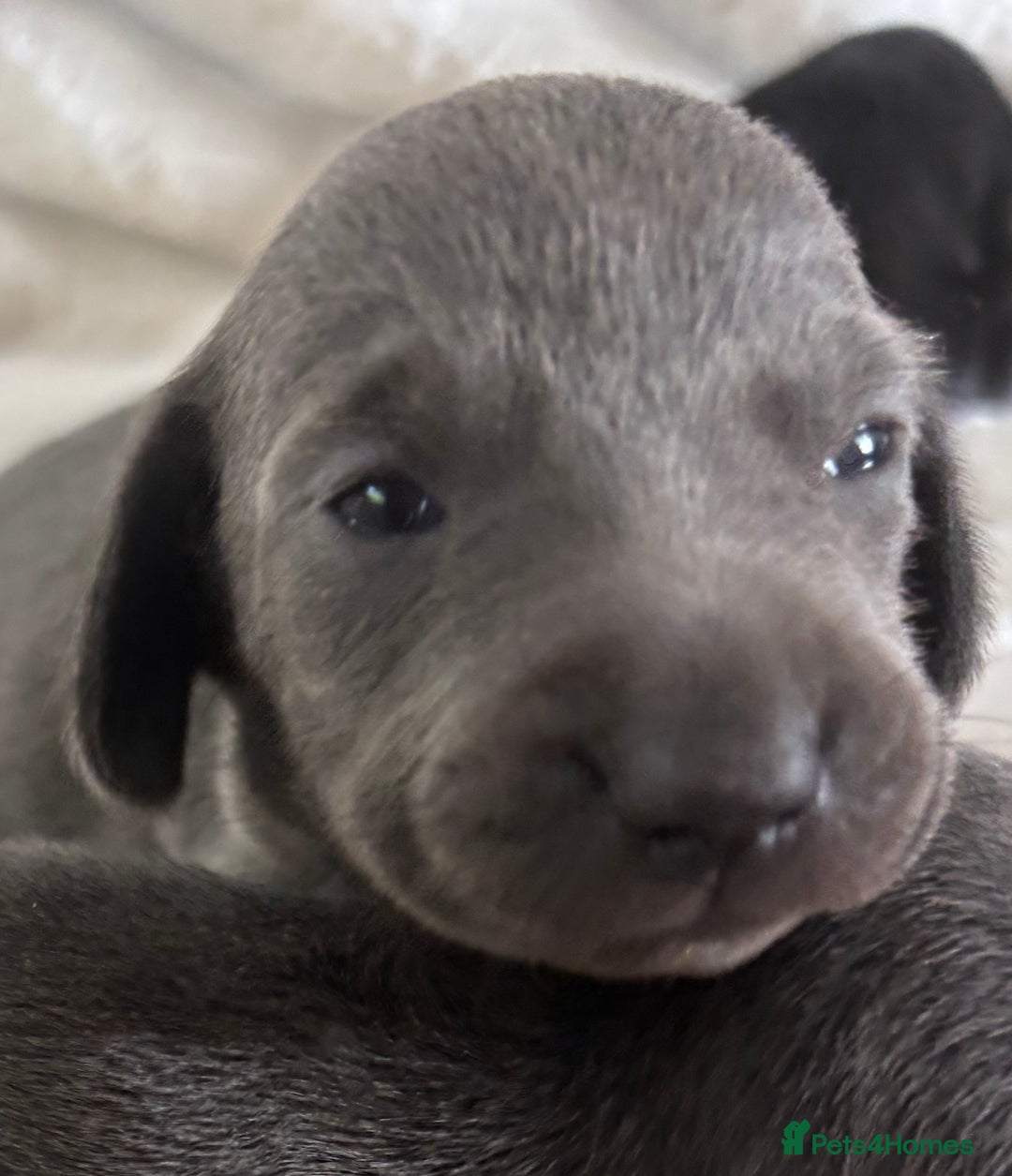 Miniature Dachshund dogs for sale: Stunning miniature dachshunds - Image 14