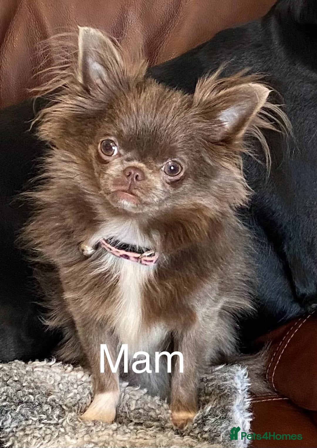 Chihuahua dogs for sale: Long Haired Chihuahua  - Advert 10