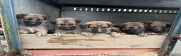 Mixed Breed dogs for sale: Shollie puppies for sale in Denbigh - Advert 3