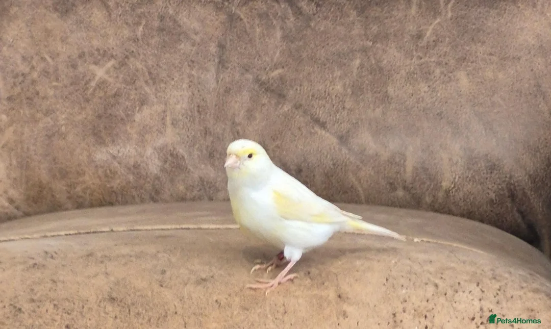 Canaries birds for sale: Canary  in March - Advert 1
