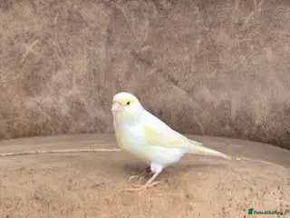 Canaries birds Canary - Advert 1