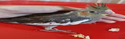 Cockatiels birds for sale: Juvenile Tame Cockatiels  - Advert 11